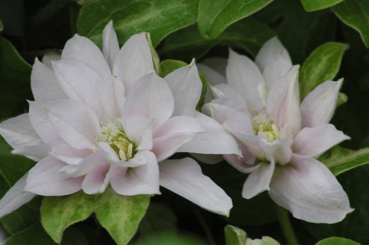 Клематис Дансинг Дорин ЗКС