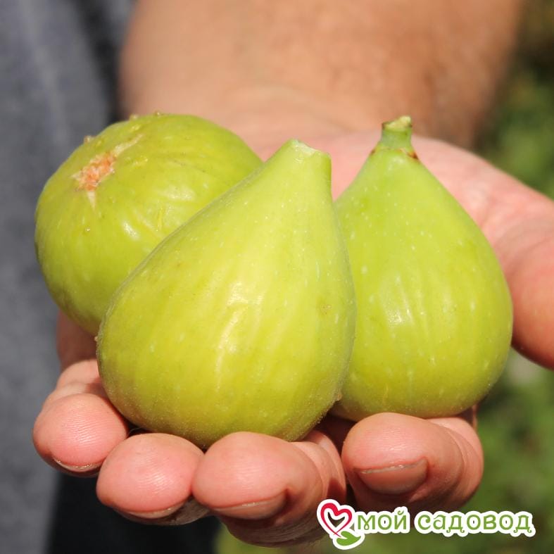 Инжир Далматский