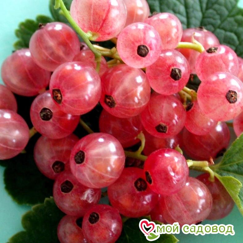 Красная смородина Розовый жемчуг