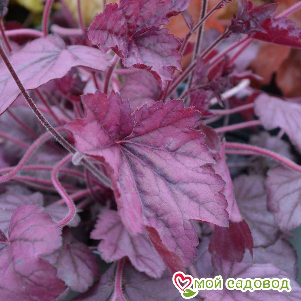 Гейхера Вайлд Роуз