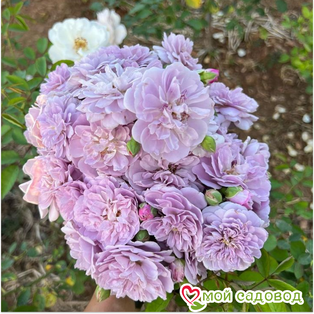 Роза Лавендер Букет