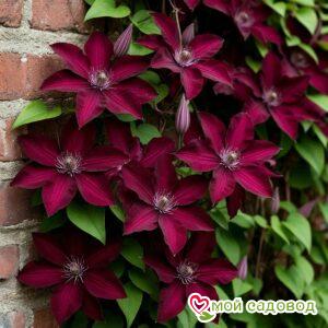 Клематис Руж Кардинал