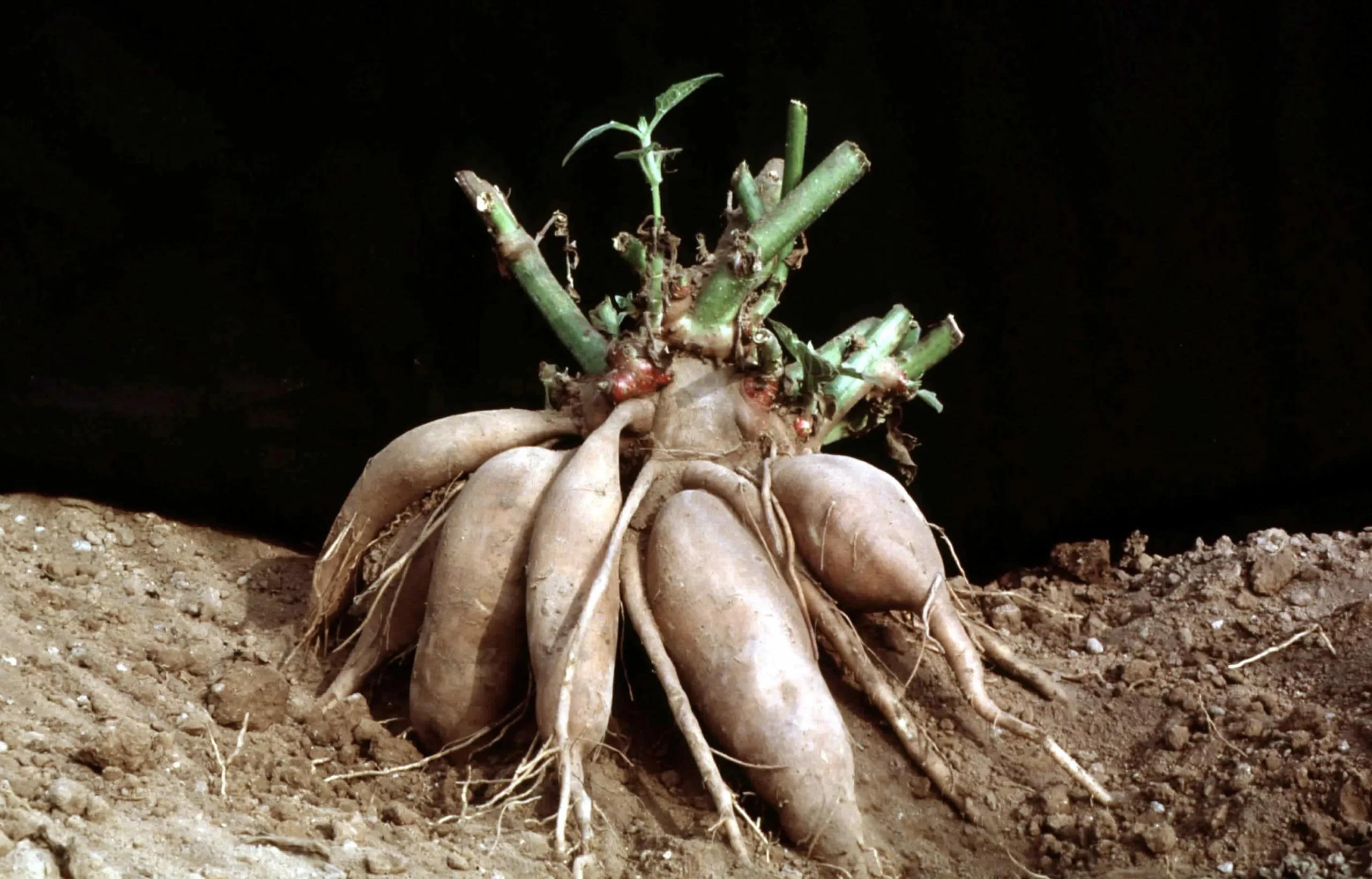 Георгин Бронз Эйдж